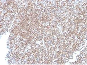 Antibody A278390-100 100 µg