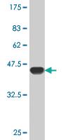 Anti-RHEB Mouse Monoclonal Antibody [clone: 2C11]