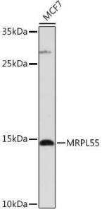 Antibody A306826-100 100 µl