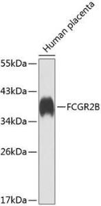 Western blot analysis of extracts of human placenta, using Anti-FCGR2B Antibody (A7554) at 1:1,000 dilution