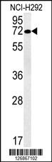 Anti-SLC19A3 Rabbit Polyclonal Antibody