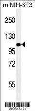 Anti-LAMP2 Mouse Monoclonal Antibody (PE (Phycoerythrin)) [clone: 157CT16.6.6]