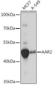 Western blot analysis of extracts of various cell lines, using Anti-AAR2 Antibody (A306827) at 1:1000 dilution