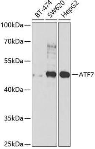 Western blot analysis of extracts of various cell lines, using Anti-ATF7 Antibody (A12138) at 1:1000 dilution