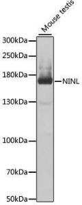 Western blot analysis of extracts of mouse testis, using Anti-NINL Antibody (A12139) at 1:1,000 dilution