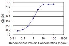 Anti-CDH2 Mouse Monoclonal Antibody [clone: 5C8]