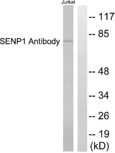 Antibody anti-SENP1 100 µg