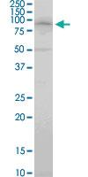 Anti-RFWD2 Mouse Monoclonal Antibody [clone: 1E4]