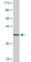 Anti-TNFRSF18 Mouse Monoclonal Antibody [clone: 2H4]