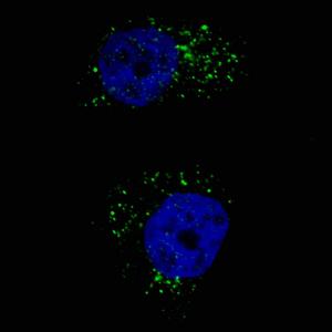 Anti-MAP1LC3A Mouse Monoclonal Antibody (HRP (Horseradish Peroxidase)) [clone: 166AT1234]