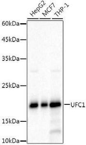 Antibody A309506-100 100 µl