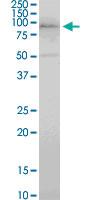 Anti-RFWD2 Mouse Monoclonal Antibody [clone: 1E4]