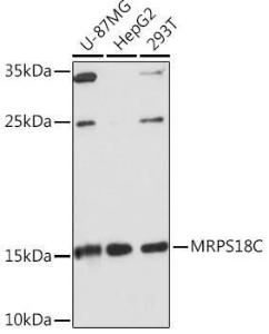 Western blot analysis of extracts of various cell lines, using Anti-MRPS18C Antibody (A306829) at 1:1,000 dilution