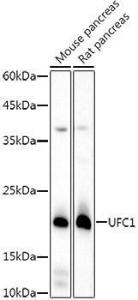 Antibody A309506-100 100 µl