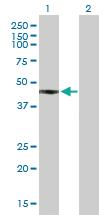 Anti-FCRLA Mouse Polyclonal Antibody