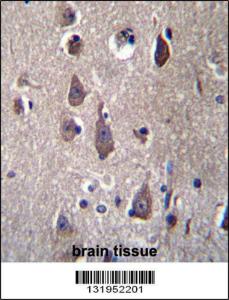 Anti-PCDHB12 Rabbit Polyclonal Antibody (AP (Alkaline Phosphatase))