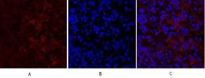 Immunofluorescence analysis of mouse lung tissue using Anti-TR11B Antibody (red) at 1:200 (4 °C overnight). Cy3 labelled secondary Antibody was used at 1:300 (RT 50 min). Panel A: Target. Panel B: DAPI. Panel C: Merge