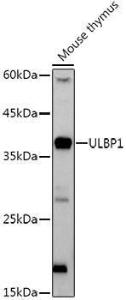 Western blot analysis of extracts of Mouse thymus, using Anti-ULBP1 Antibody [ARC3064] (A309508) at 1:1,000 dilution The secondary antibody was Goat Anti-Rabbit IgG H&L Antibody (HRP) at 1:10,000 dilution Lysates/proteins were present at 25 µg per lane