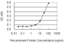 Anti-SLC25A11 Mouse Monoclonal Antibody [clone: 3G4]