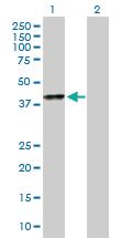 Anti-SPOP Mouse Polyclonal Antibody