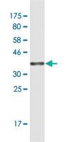 Anti-KIR3DX1 Mouse Monoclonal Antibody [clone: 3E7]