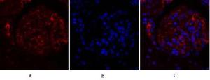 Immunofluorescence analysis of rat kidney tissue using Anti-TR11B Antibody (red) at 1:200 (4 °C overnight). Cy3 labelled secondary Antibody was used at 1:300 (RT 50 min). Panel A: Target. Panel B: DAPI. Panel C: Merge