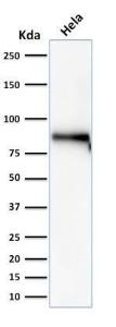 Western blot analysis of HeLa cell lysate using Anti-beta Catenin Antibody [rCTNNB1/2173]