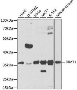 Western blot analysis of extracts of various cell lines, using Anti-DIMT1L Antibody (A12142) at 1:1,000 dilution. The secondary antibody was Goat Anti-Rabbit IgG H&L Antibody (HRP) at 1:10,000 dilution.