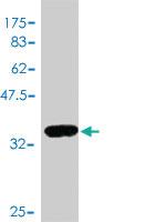 Anti-E2F2 Mouse Polyclonal Antibody