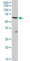 Anti-SRPX Mouse Polyclonal Antibody