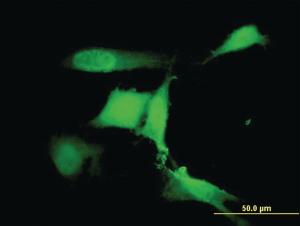 Anti-RFWD2 Mouse Monoclonal Antibody [clone: 1E4]