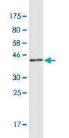 Anti-HMHA1 Mouse Monoclonal Antibody [clone: 4H7]