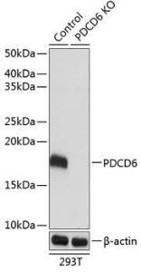 Western blot analysis of extracts from normal (control) and PDCD6 knockout (KO) 293T cells, using Anti-PDCD6/ALG-2 Antibody (A306833) at 1:1,000 dilution