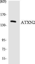 Anti-ATXN2 antibody