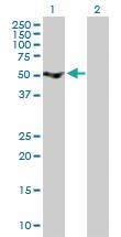 Anti-SRPX Mouse Polyclonal Antibody