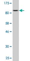 Anti-IRAK3 Mouse Monoclonal Antibody [clone: 1C9]