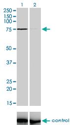 Anti-ZNF281 Mouse Monoclonal Antibody [clone: 4F7]