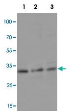 Anti-CASP6 Rabbit Polyclonal Antibody