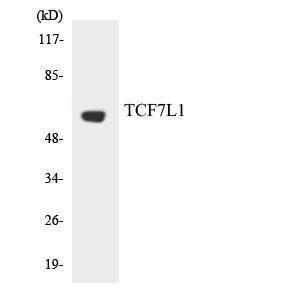 Western blot analysis of the lysates from HUVEC cells using Anti-TCF7L1 Antibody