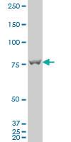 Anti-CDH5 Mouse Polyclonal Antibody