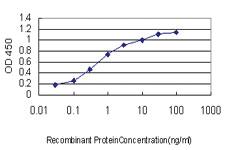 Anti-ZNF281 Mouse Monoclonal Antibody [clone: 4F7]