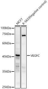 Western blot analysis of various lysates, using Anti-VEGFC Antibody [ARC59857] (A309515) at 1:1000 dilution