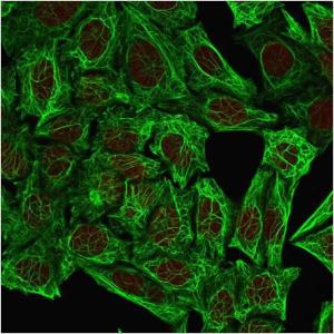 Immunofluorescent analysis of methanol fixed HeLa cells stained with Anti-Cytokeratin 7 Antibody [OV-TL12/30] followed by Goat Anti-Mouse IgG (CF&#174; 488) (Green). The nuclear counterstain is RedDot