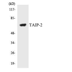 Western blot analysis of the lysates from HepG2 cells using Anti-TAIP-2 Antibody