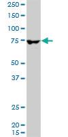 Anti-CDH5 Mouse Polyclonal Antibody