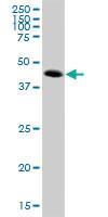 Anti-ATP6V1C2 Mouse Polyclonal Antibody