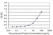 Anti-ATF3 Mouse Monoclonal Antibody [clone: 8D8]