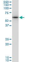 Anti-STK4 Mouse Polyclonal Antibody