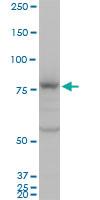 Anti-CDH5 Mouse Polyclonal Antibody