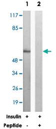 Anti-SRF Rabbit Polyclonal Antibody